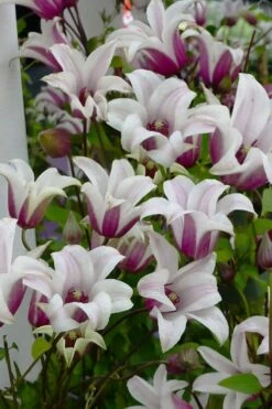 Princess Kate Clematis - 1 Gallon Pot -Wilson Bros Gardens Shop clematis texensis princess kate 4