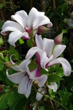 Princess Kate Clematis - 1 Gallon Pot -Wilson Bros Gardens Shop clematis texensis princess kate 5