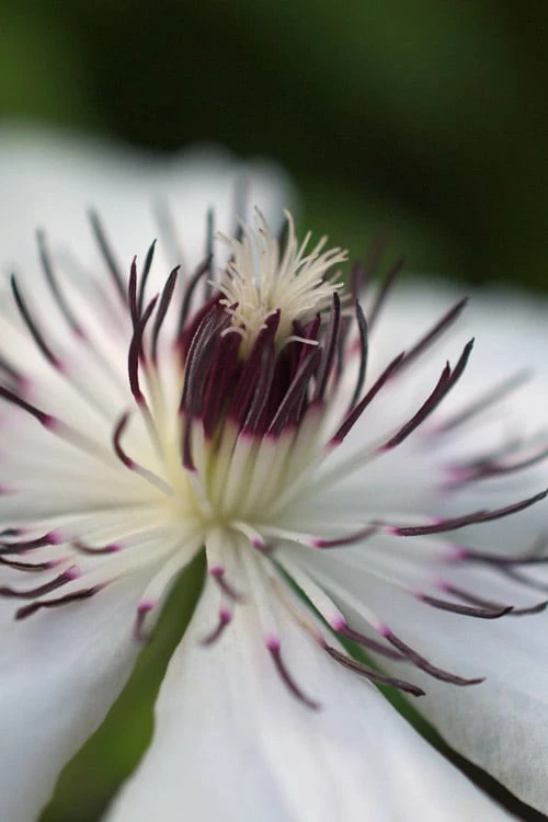 The Countess Of Wessex Clematis - 1 Gallon Pot 6 The Countess Of Wessex Clematis - 1 Gallon Pot - Image 6