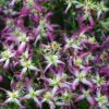 Rubromarginata Fragrant Clematis - 1 Gallon Pot