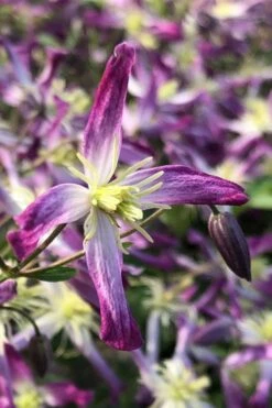 Rubromarginata Fragrant Clematis - 1 Gallon Pot -Wilson Bros Gardens Shop clematis triternata rubromarginata 5