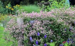 Rubromarginata Fragrant Clematis - 1 Gallon Pot -Wilson Bros Gardens Shop clematis triternata rubromarginata 6