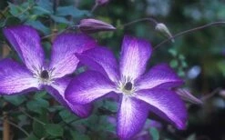Venosa Violacea Clematis - 1 Gallon Pot -Wilson Bros Gardens Shop clematis venosa violacea 1