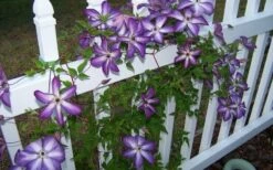 Venosa Violacea Clematis - 1 Gallon Pot -Wilson Bros Gardens Shop clematis venosa violacea 4