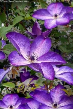 Venosa Violacea Clematis - 1 Gallon Pot -Wilson Bros Gardens Shop clematis venosa violacea 7