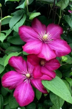 Ville De Lyon Clematis - 1 Gallon Pot -Wilson Bros Gardens Shop clematis ville de lyon 13