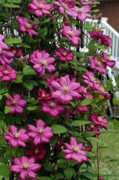 Ville De Lyon Clematis - 1 Gallon Pot -Wilson Bros Gardens Shop clematis ville de lyon 2