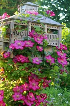Ville De Lyon Clematis - 1 Gallon Pot -Wilson Bros Gardens Shop clematis ville de lyon 7
