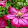 Ville De Lyon Clematis - 1 Gallon Pot