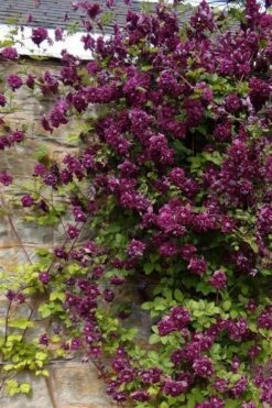 Purpurea Plena Elegans Clematis - 1 Gallon Pot -Wilson Bros Gardens Shop clematis viticella purpurea plena elegans 1