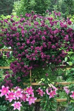 Purpurea Plena Elegans Clematis - 1 Gallon Pot -Wilson Bros Gardens Shop clematis viticella purpurea plena elegans 3