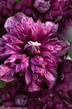 Purpurea Plena Elegans Clematis - 1 Gallon Pot -Wilson Bros Gardens Shop clematis viticella purpurea plena elegans 8
