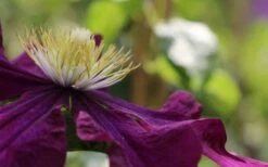 Warsaw Nike Clematis - 1 Gallon Pot -Wilson Bros Gardens Shop clematis warsaw nike 10