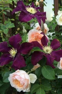 Warsaw Nike Clematis - 1 Gallon Pot -Wilson Bros Gardens Shop clematis warsaw nike 13
