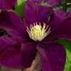 Warsaw Nike Clematis - 1 Gallon Pot