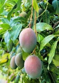 Mango 'Pickering' (Mangifera Indica)