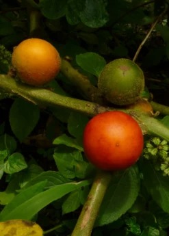 Cocona (Solanum Sessiliflorum) -Wilson Bros Gardens Shop cocona fruit
