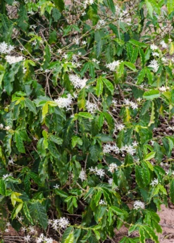 Coffee (Coffea Arabica) -Wilson Bros Gardens Shop coffeearabica