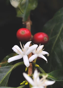 Coffee (Coffea Arabica) -Wilson Bros Gardens Shop coffeeplantsowexotic 1