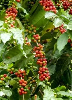 Coffee (Coffea Arabica) -Wilson Bros Gardens Shop coffeeplantsowexotic 2