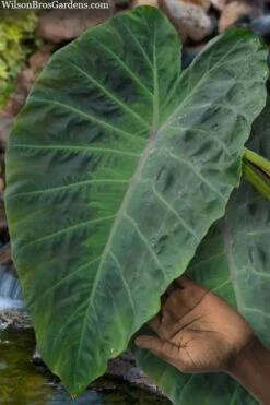 Maximus Gigante Hardy Elephant Ear (Colocasia) - 5 Gallon Pot -Wilson Bros Gardens Shop colocasia maximus gigante elephant ears 3