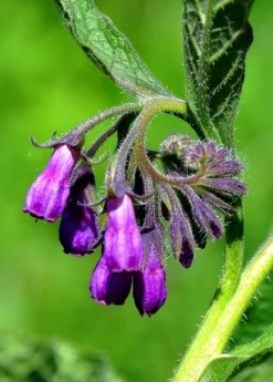 Comfrey (Symphytum Uplandicum) -Wilson Bros Gardens Shop comfrey flower buds 1610px X 2250px