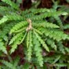 Sweet Fern (Comptonia Peregrina) - 1 Gallon Pot