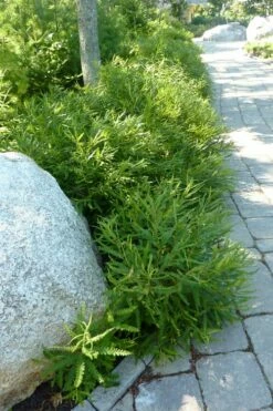 Sweet Fern (Comptonia Peregrina) - 1 Gallon Pot -Wilson Bros Gardens Shop comptonia peregrina sweet fern 5