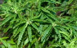 Sweet Fern (Comptonia Peregrina) - 1 Gallon Pot -Wilson Bros Gardens Shop comptonia peregrina sweet fern 6