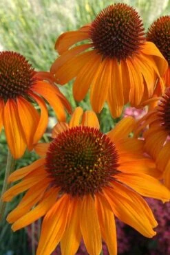 Tiki Torch Orange Coneflower (Echinacea) - 1 Gallon Pot -Wilson Bros Gardens Shop coneflower tiki torch 500x750 1