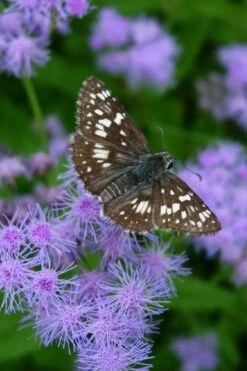 Hardy Ageratum (Blue Mistflower) - 1 Gallon Pot -Wilson Bros Gardens Shop conoclinum coelestinum hardy ageratum blue mistflower 1 1