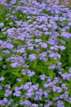 Hardy Ageratum (Blue Mistflower) - 1 Gallon Pot -Wilson Bros Gardens Shop conoclinum coelestinum hardy ageratum blue mistflower 3