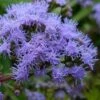 Hardy Ageratum (Blue Mistflower) - 1 Gallon Pot