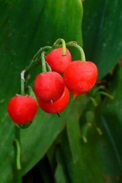 Lily Of The Valley (Convallaria Majalis) - 5 Pack Quart Pots -Wilson Bros Gardens Shop convallaria majalis bordeaux lily of the valley 2 1