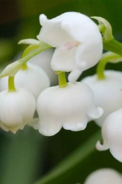 Lily Of The Valley (Convallaria Majalis) - 5 Pack Quart Pots -Wilson Bros Gardens Shop convallaria majalis lily of the valley 12