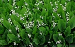 Lily Of The Valley (Convallaria Majalis) - 5 Pack Quart Pots -Wilson Bros Gardens Shop convallaria majalis lily of the valley 14
