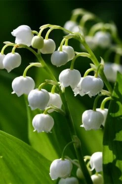 Lily Of The Valley (Convallaria Majalis) - 5 Pack Quart Pots -Wilson Bros Gardens Shop convallaria majalis lily of the valley 15