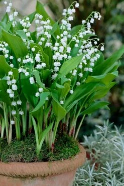 Lily Of The Valley (Convallaria Majalis) - 5 Pack Quart Pots -Wilson Bros Gardens Shop convallaria majalis lily of the valley 23
