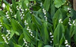 Lily Of The Valley (Convallaria Majalis) - 5 Pack Quart Pots -Wilson Bros Gardens Shop convallaria majalis lily of the valley 24
