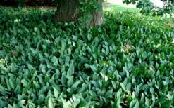 Lily Of The Valley (Convallaria Majalis) - 5 Pack Quart Pots -Wilson Bros Gardens Shop convallaria majalis lily of the valley 25