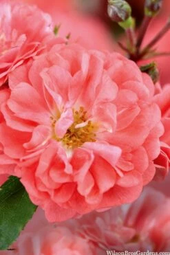 Coral Drift Groundcover Rose - 1 Gallon Pot -Wilson Bros Gardens Shop coral drift rose 101 2