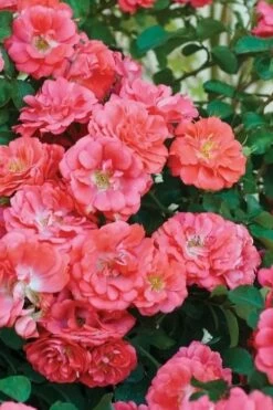 Coral Drift Groundcover Rose - 1 Gallon Pot -Wilson Bros Gardens Shop coral drift rose 102 2