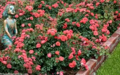 Coral Drift Groundcover Rose - 1 Gallon Pot -Wilson Bros Gardens Shop coral drift rose 104 2