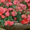 Coral Drift Groundcover Rose - 1 Gallon Pot