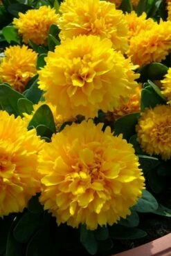 Solanna Golden Sphere Coreopsis - 5 Pack Of Quart Pots -Wilson Bros Gardens Shop coreopsis grandiflora solana golden sphere 1