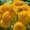 Solanna Golden Sphere Coreopsis - 5 Pack Of Quart Pots