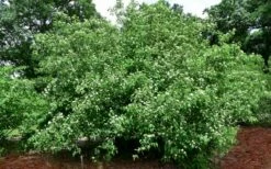 Silky Dogwood (Cornus Amonium) - 2 Gallon Pot -Wilson Bros Gardens Shop cornus amonium silky dogwood 10