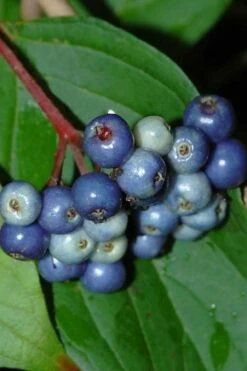 Silky Dogwood (Cornus Amonium) - 1 Gallon Pot -Wilson Bros Gardens Shop cornus amonium silky dogwood berries 1 1