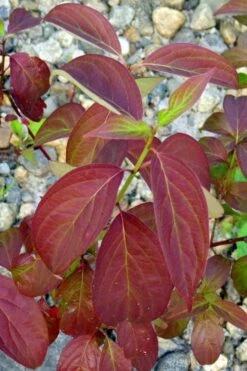 Silky Dogwood (Cornus Amonium) - 1 Gallon Pot -Wilson Bros Gardens Shop cornus amonium silky dogwood fall leaves 2 1