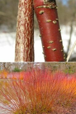 Silky Dogwood (Cornus Amonium) - 1 Gallon Pot -Wilson Bros Gardens Shop cornus amonium silky dogwood stems 1 1